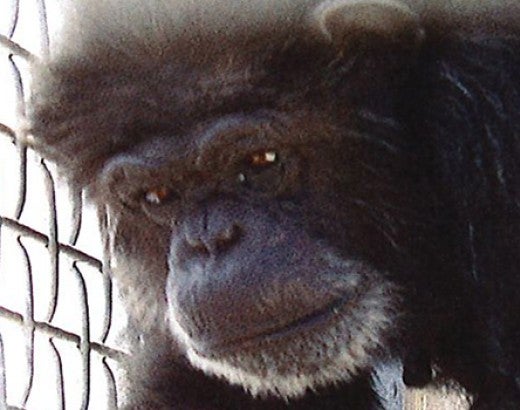 Montessa is a chimpanzee that currently resides at the Alamogordo Primate Facility in New Mexico