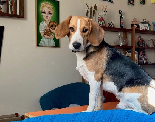 Enzo is a rescued beagle