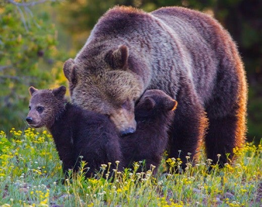 Mother bear with two cubs in grassy field
