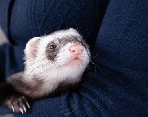 domestic pet ferret gets cozy in owners arms
