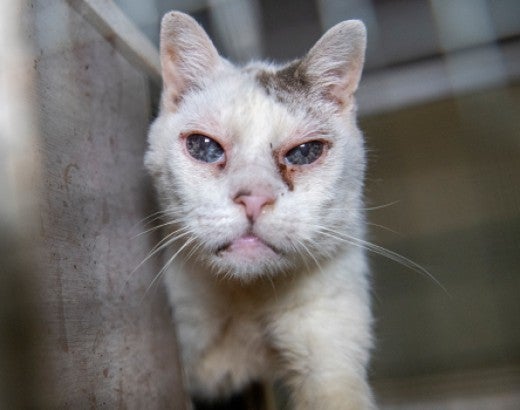 Cat with cuts and dirt around eyes looks at camera during HSUS rescue