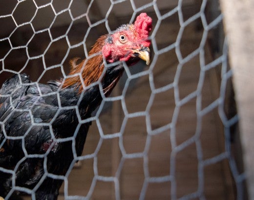A rooster looks out from a caged enclosure.