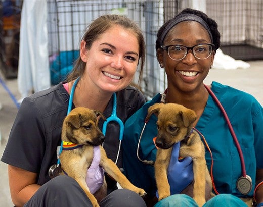 Two Veterinarians holding puppies