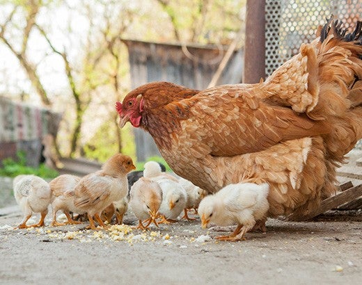 Chicken with her baby chicks