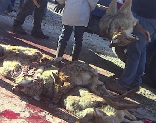 Coyote bodies piled up at an Illinois wildlife killing contest undercover investigation