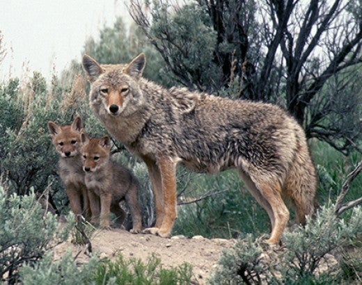 Coyote and her pups in Yellowstone National Park