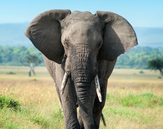 An elephant standing in an open grassland looks at the camera 