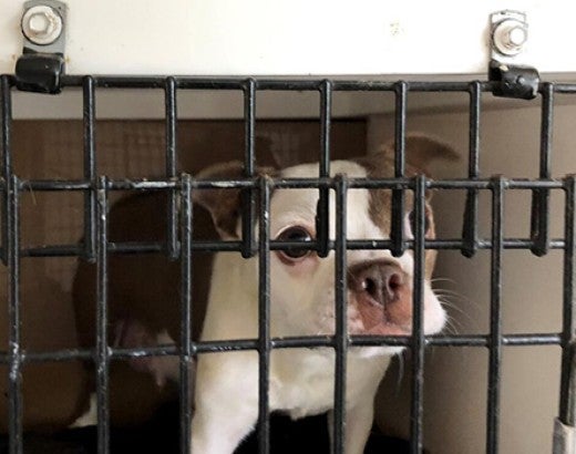 Dog in a cage at a Missouri puppy mill