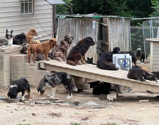 Dozens of dogs before being rescued from a large-scale alleged cruelty case at a puppy breeding operation in Hertford County, North Carolina.