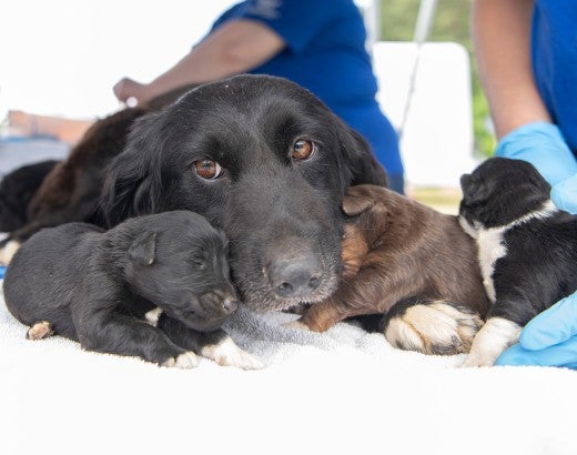 HSUS staff member with a dog and her puppies rescued from a large-scale alleged cruelty case at a puppy breeding operation in Hertford County, North Carolina.