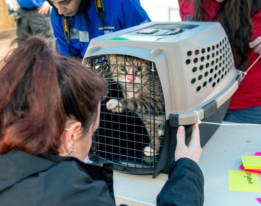A cat in a crate is being examined by a rescue team member.