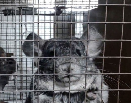 Two sad chinchillas in wired cage on fur farm