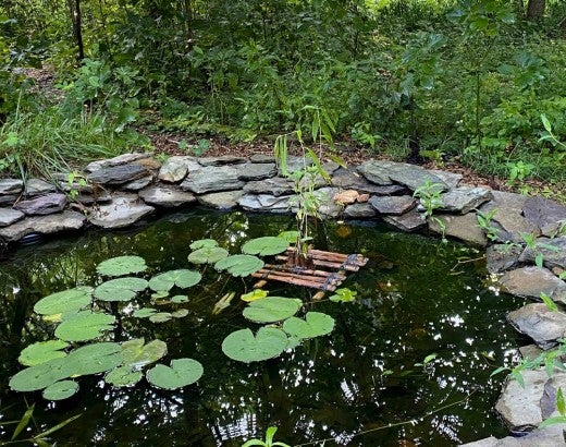 a naturalistic pond
