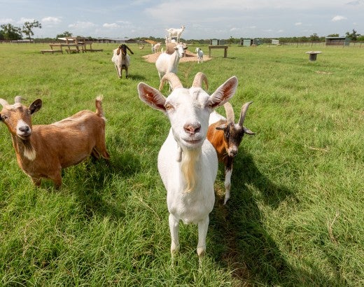 A group of goats standing in a green field looking at the viewer