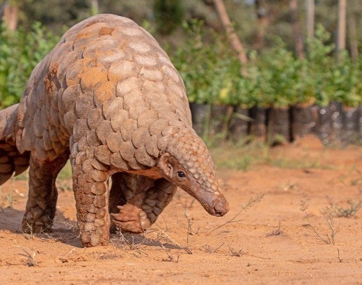 Indian Pangolin, one of the most traffic/smuggled wildlife species for its scales