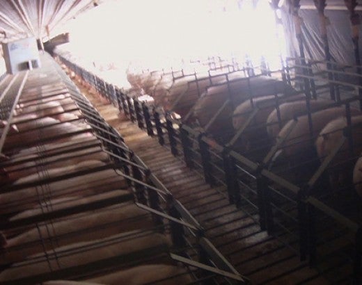 undercover investigation conducted by The HSUS of abused pigs in gestation crates