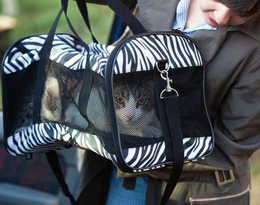Pet cat in travel carrier going into a car