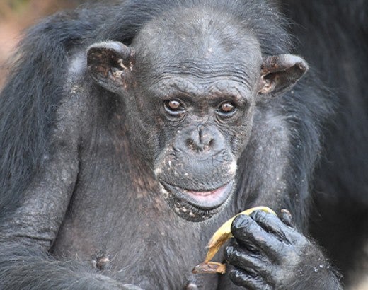 Samantha the chimp living at Humane Society International’s Second Chance Chimpanzee Refuge Liberia