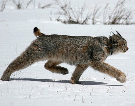 Collared lynx walking through the snow