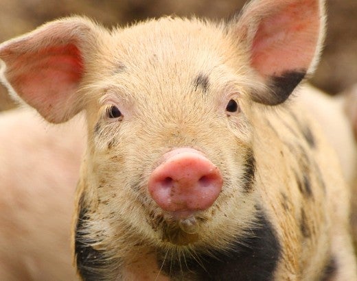 Cute piglet on farm