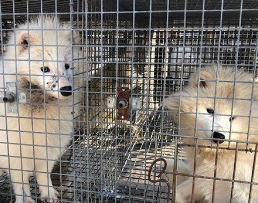 Two white raccoon dogs in cages on an Asian fur farm