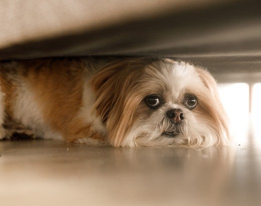 Small scared dog hiding under couch