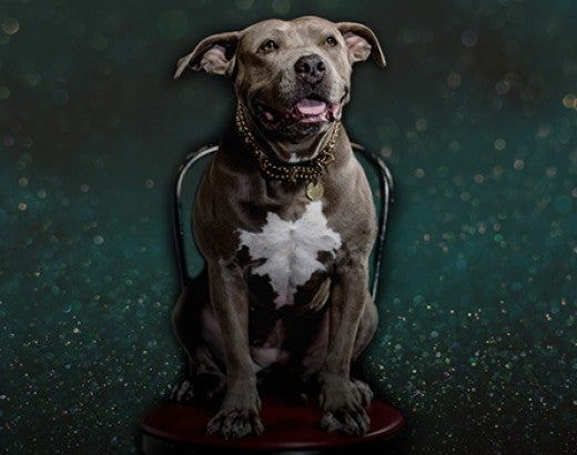 A white and gray dog named Kuma sits on a chair with a speckled, dark green background
