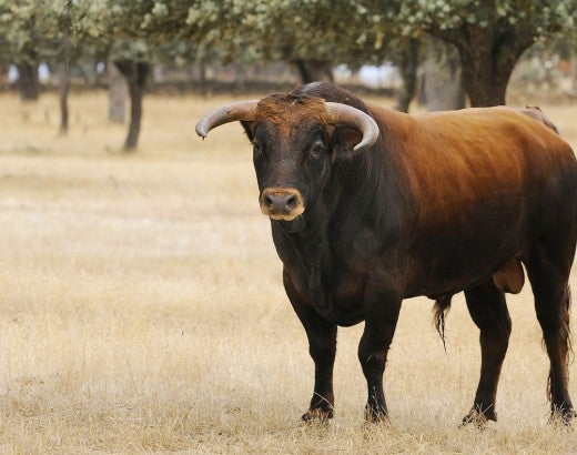 A bull cow stands in a grove of trees