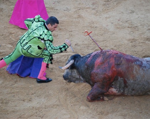 A matador taunts an exhausted, injured, and profusely bleeding bull in a bullfighting arena