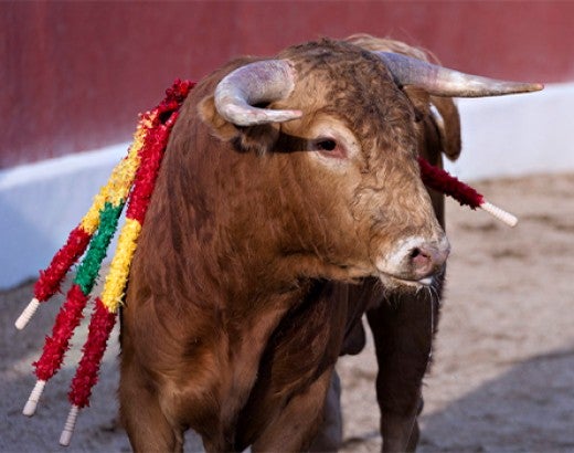 A bull in a bullfighting arena