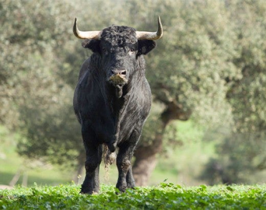 A black bull in a field