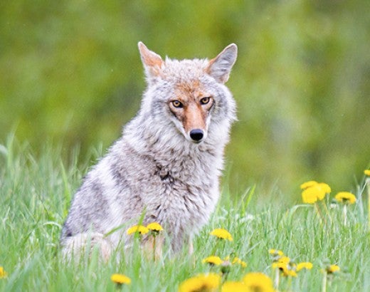 Coyote in the wild in grassy field