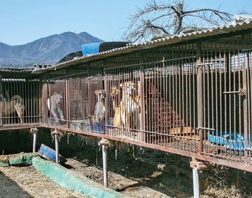 Backed out view of several cages filled with dogs at a dog meat farm.