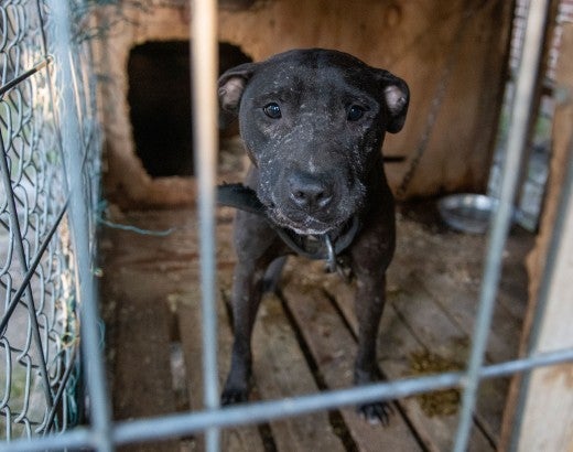 Dog before being rescued from an alleged dogfighting situation in NC.