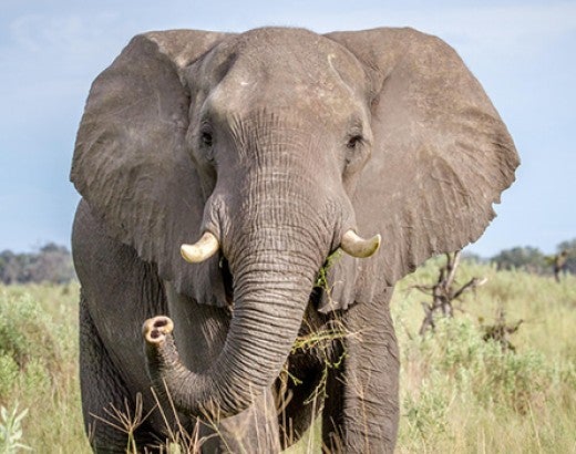 Elephant looking at the camera on grassy field in the Chobe National Park, Botswana, Africa