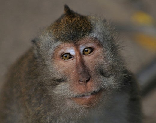 Long-tailed Macaque with strong eye contact