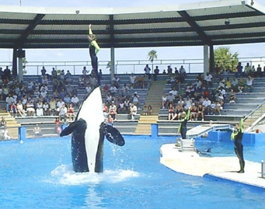 Orca Tokitae or Toki, also known as Lolita, was captured in the wild when she was just around 4 years old and spent most of her life afterwards alone in a small tank at Miami Seaquarium, where she was forced to perform.