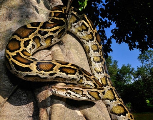 Burmese python sitting on tree