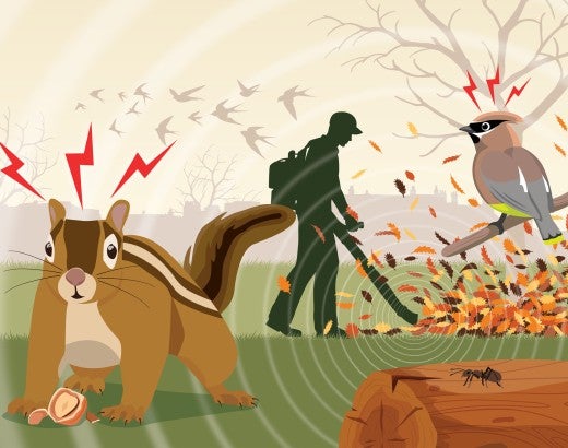 Illustration of a chipmunk and bird being disturbed the the noise of a leaf blower.