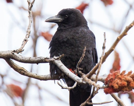 American crow sitting on a branch