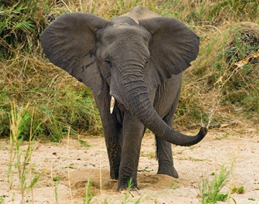 young elephant exploring field