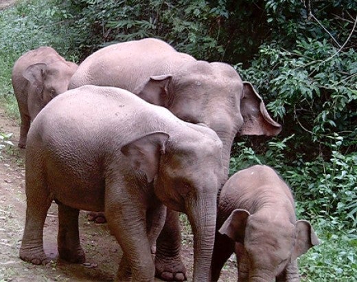 Images captured by camera traps as part of HSI Viet Nam's project to monitor the wild population and humanely mitigate human-elephant conflict