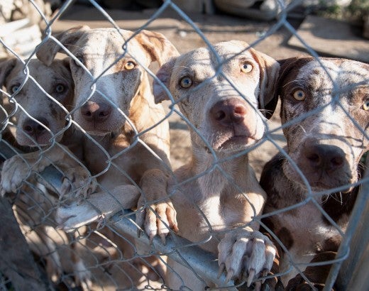 Several emaciated dogs are crowded at the edge of a chain link fence, desperate to be rescued