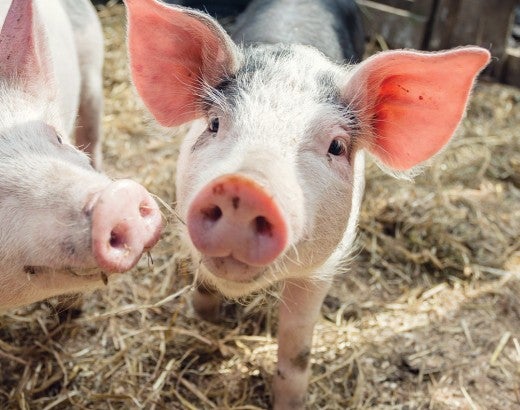 young piglets Patsy & Saffron play in Summer sunshine in their enclosure at Pigs In The Wood sanctuary for pigs 