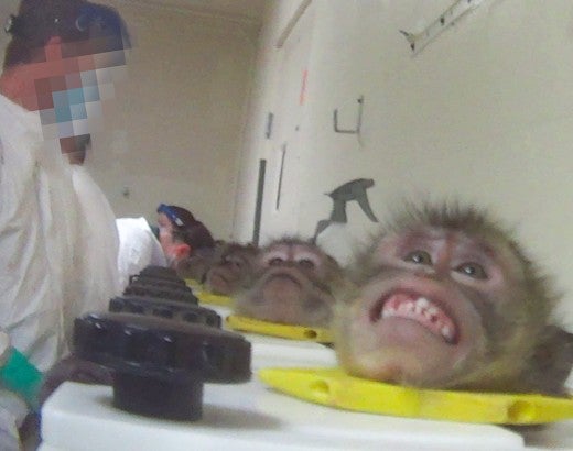 Scared monkey in head stock during HSUS undercover investigation into toxicology lab