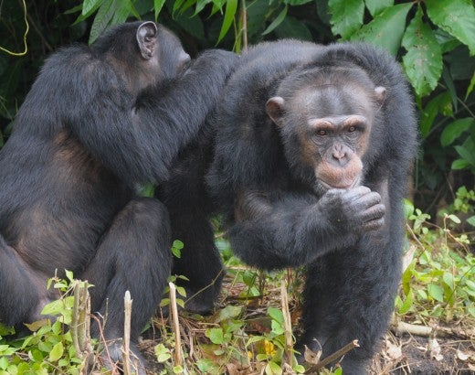 Two chimps at HSI’s Second Chance Chimpanzee Refuge