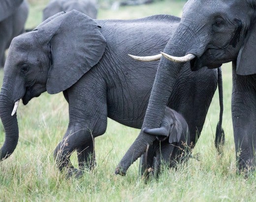 Young elephant walking with two adult elephants