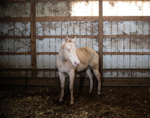 A blind horse stands in a barn in poor condition