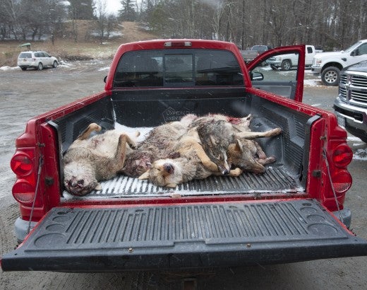 Bodies of coyotes piled in the back of a truck after a killing contest