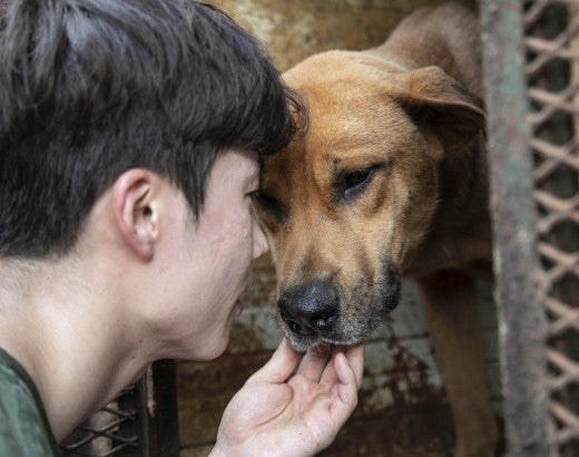 A HSI responder greets a dog at a meat farm rescue